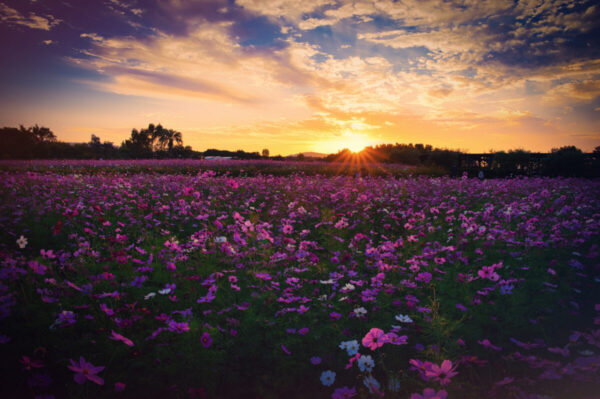 夕暮れの逆行で光るコスモスの画像