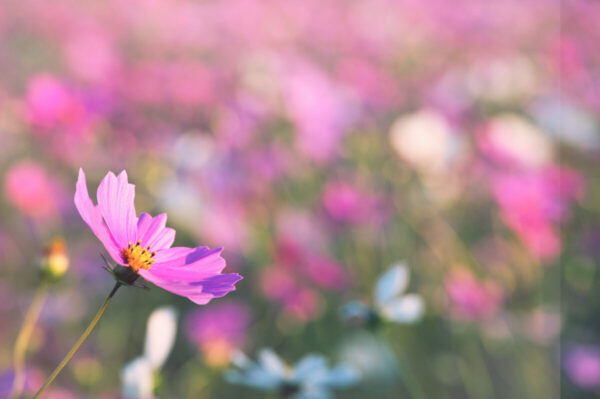 リサイクル環境公園のコスモス畑に咲く一凛のコスモスの画像