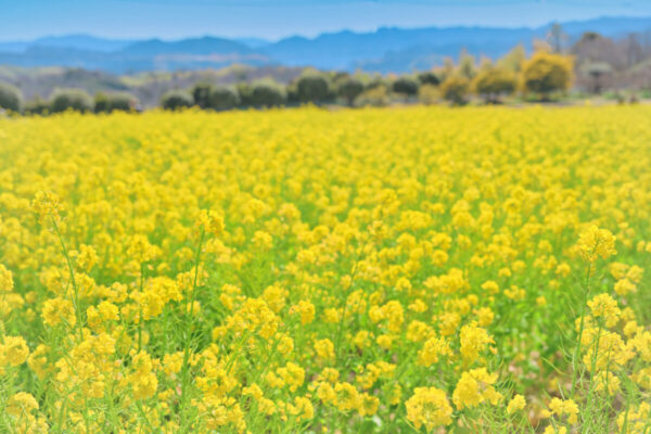 一面に広がる菜の花畑の画像