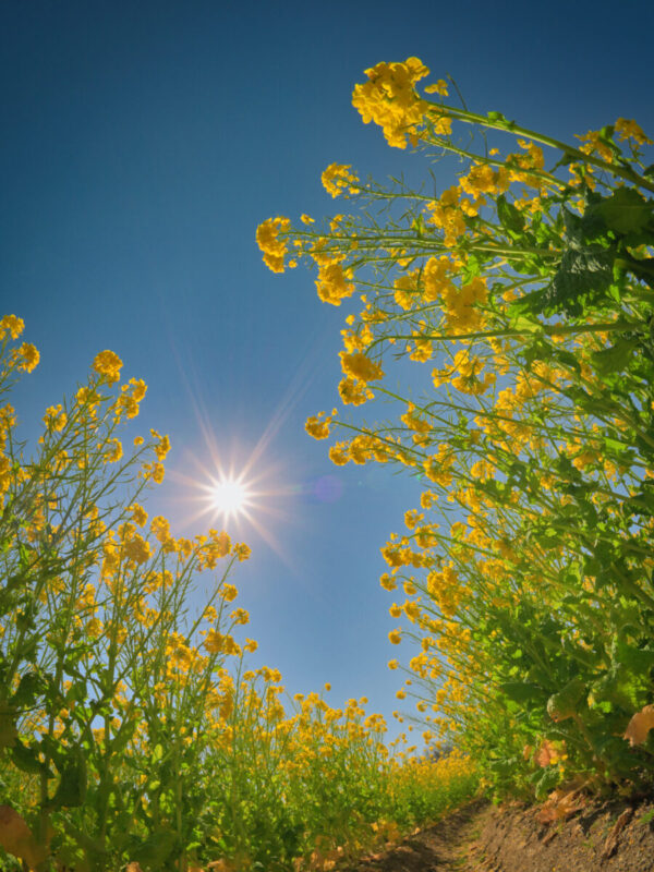 菜の花と太陽を下から見上げた写真