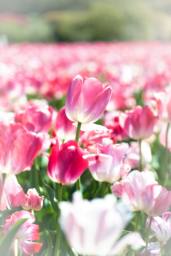 チューリップ畑に咲く一凛のチューリップをクローズアップした画像