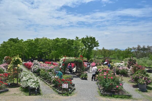 リサイクル環境公園のバラ園の全体の画像